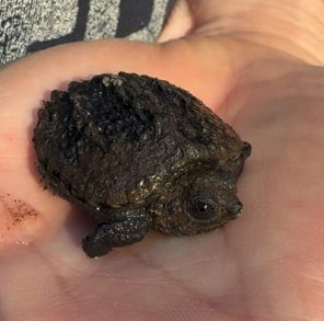 A very cute baby Snapping Turtle follows her instincts to the pond. 